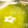 Colorant piscine